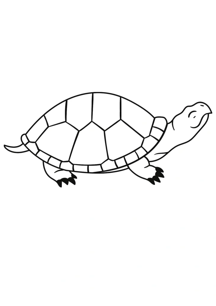  turtle coloring pages