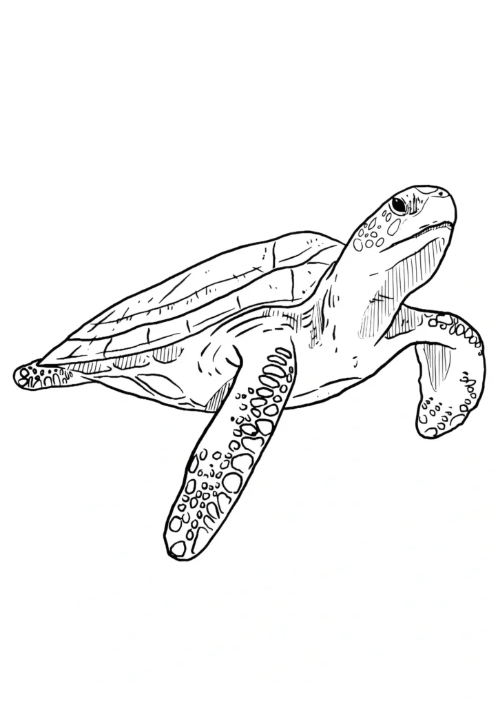  turtle coloring pages