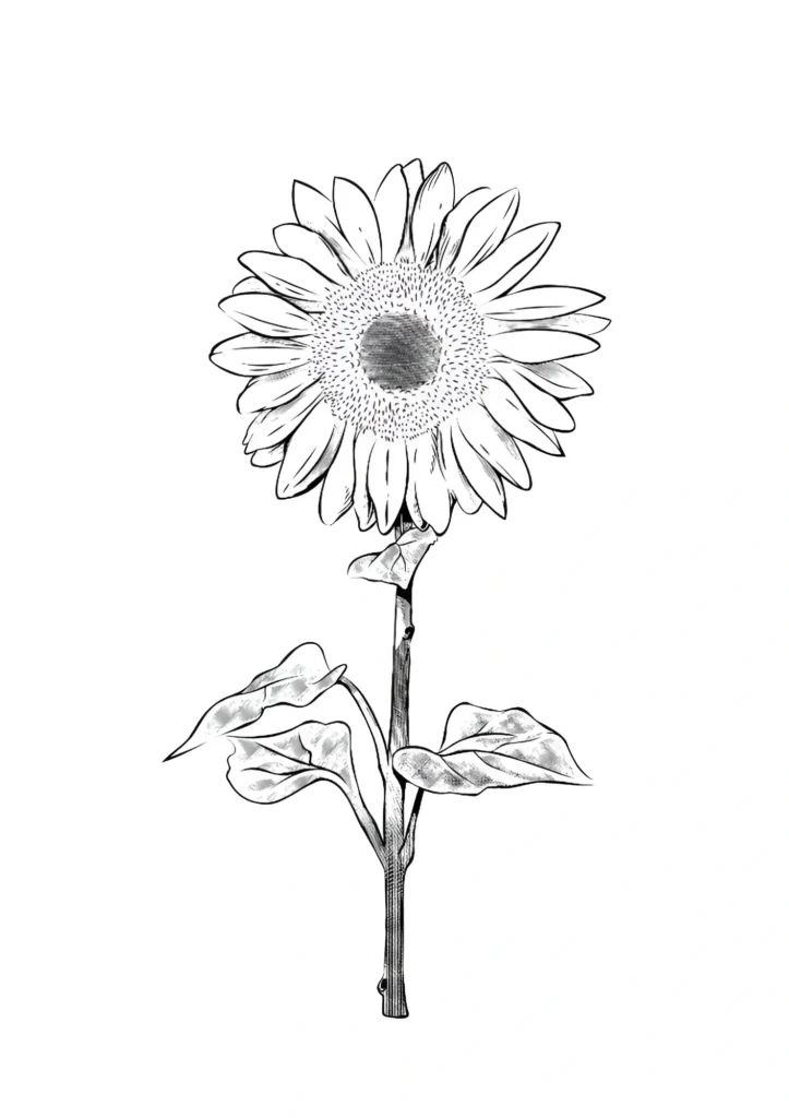  Sunflower Coloring Pages