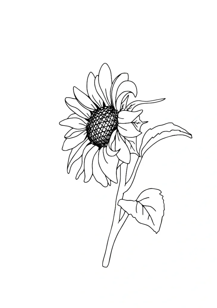  Sunflower Coloring Pages