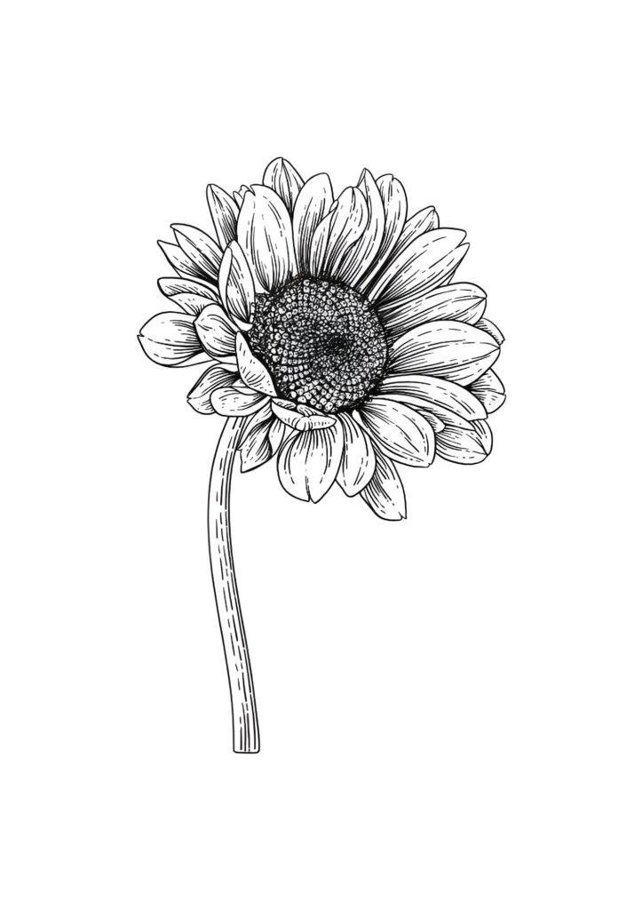  Sunflower Coloring Pages