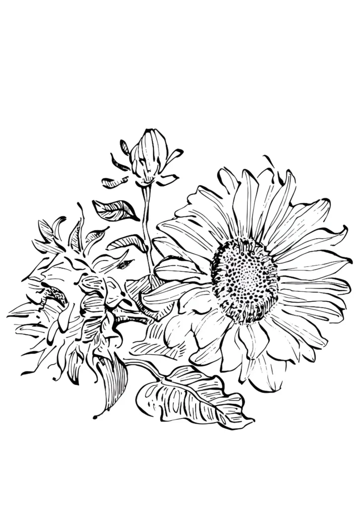  Sunflower Coloring Pages