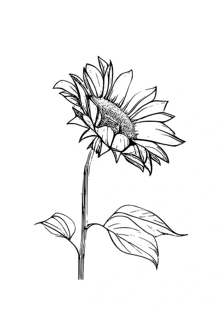  Sunflower Coloring Pages