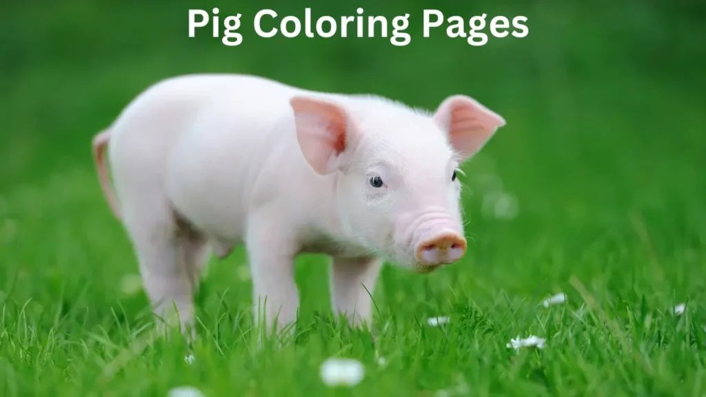 Pig Coloring Pages