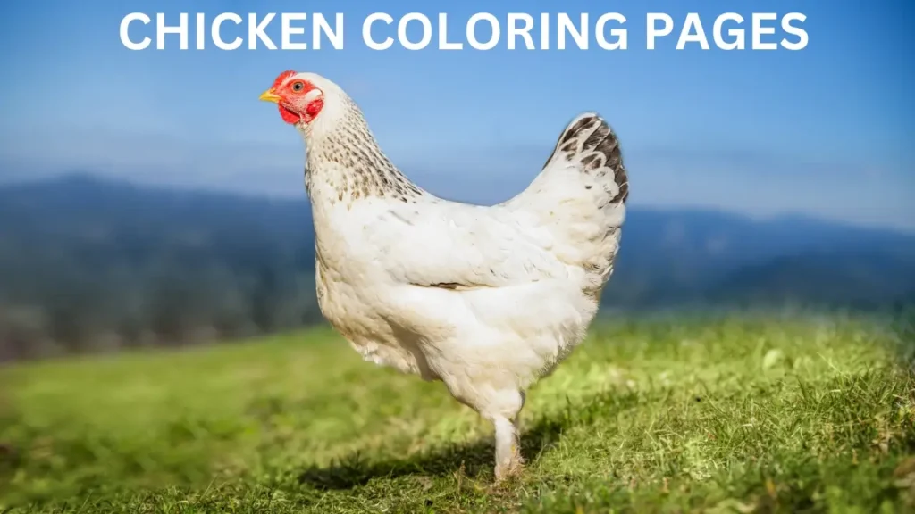 Chicken Coloring Pages