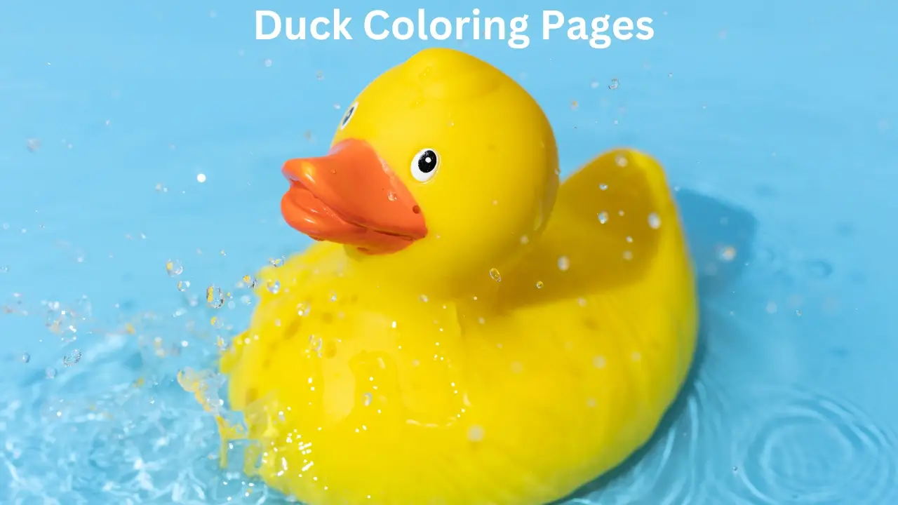 Duck Coloring Pages